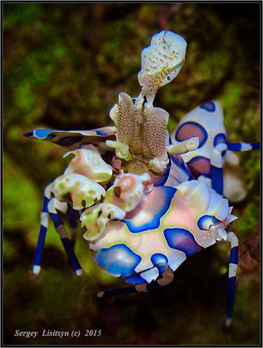 Harlequin shrimp. by Sergey Lisitsyn 