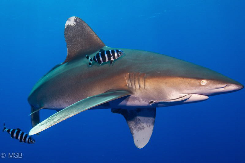 Oceanic white tip shark at Elphinstone, Marsa Alam. by Mehmet Salih Bilal 