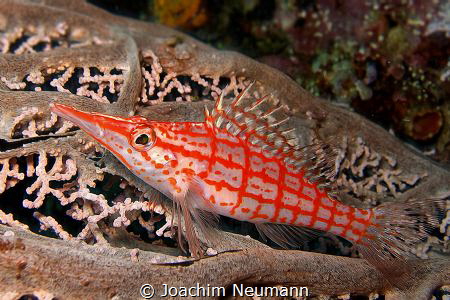 Longnose Hawkfish by Joachim Neumann 