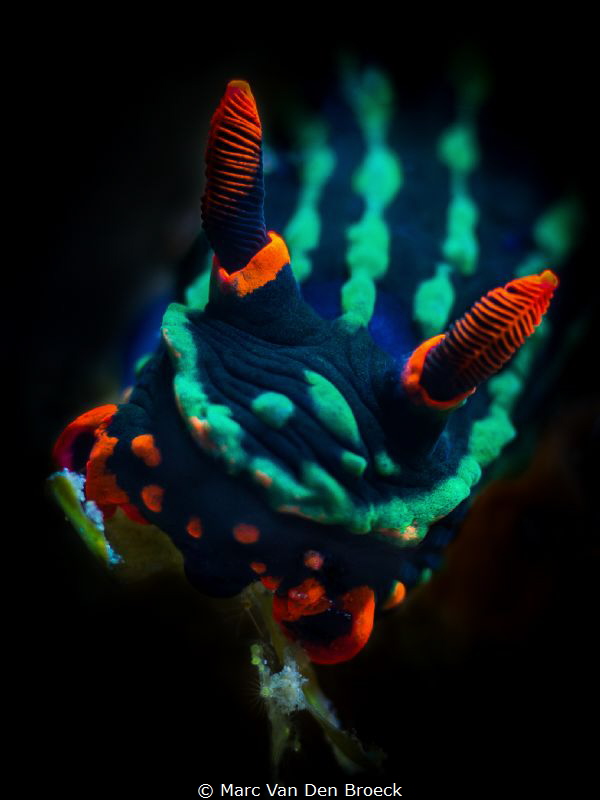 naked colors by Marc Van Den Broeck 