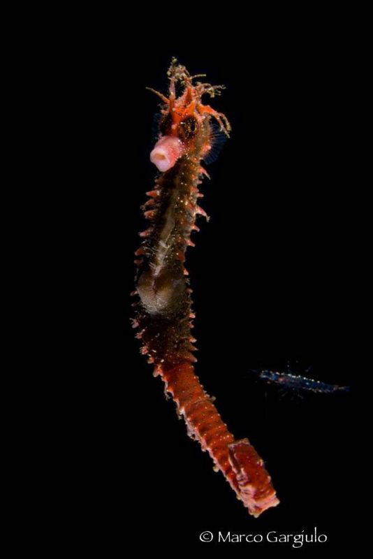 Red Hyppo by night by Marco Gargiulo 