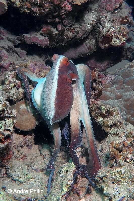 "The magician of colors and shapes" - The Day Octopus (Oc... by Andre Philip 