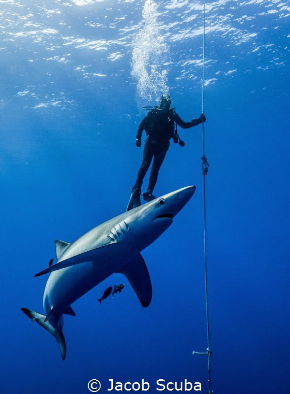 Safety stop! by Jacob Scuba 