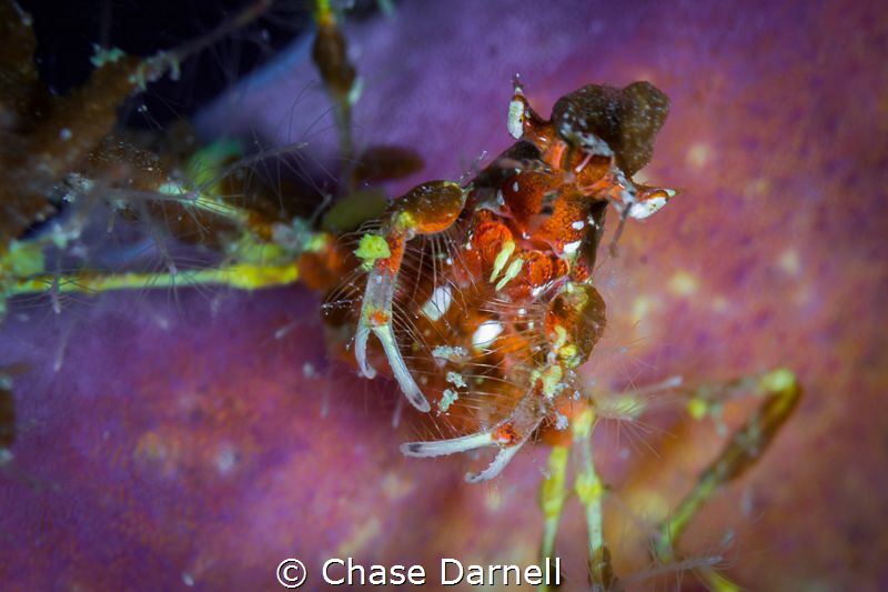 "Hairy Face"
A portrait of a Neck Crab sitting on a purp... by Chase Darnell 