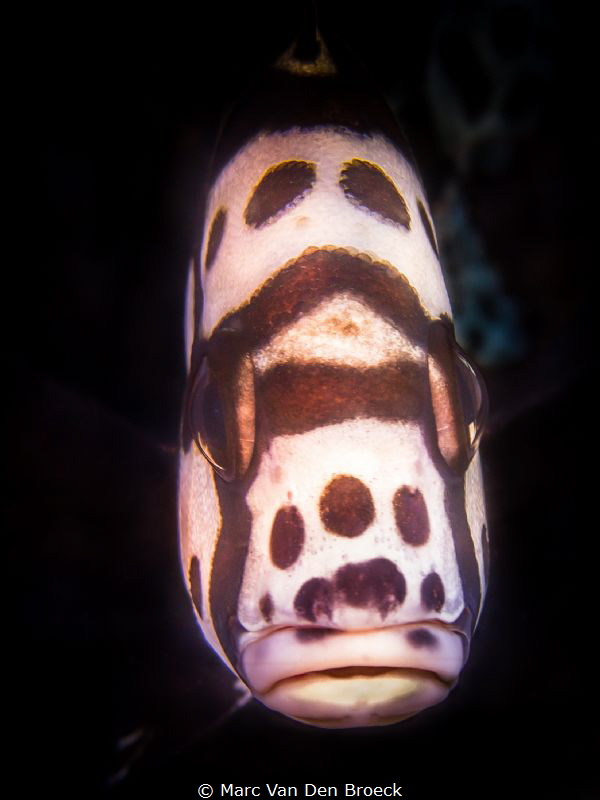 do you like my lips by Marc Van Den Broeck 
