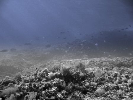 What a Beautifull Day To Dive....So Relaxing by Christopher Cocks 
