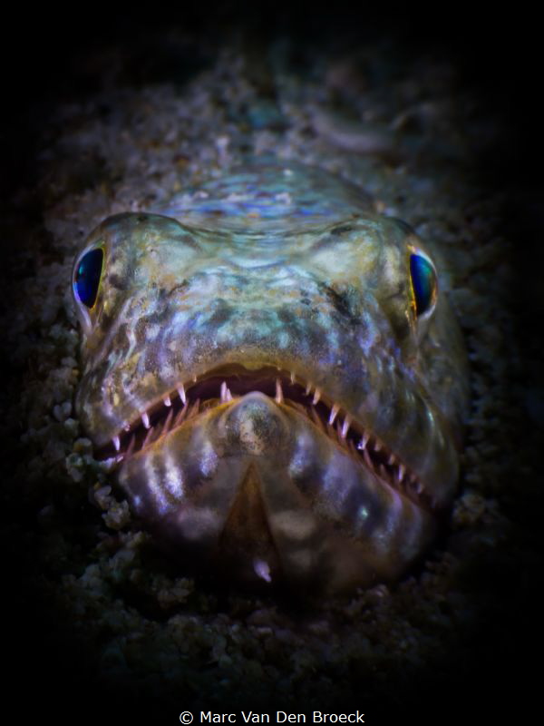 lizard eyes by Marc Van Den Broeck 