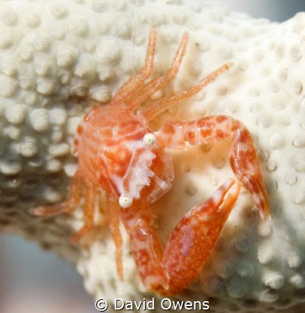 Crab on gorgonian, Indonesia by David Owens 