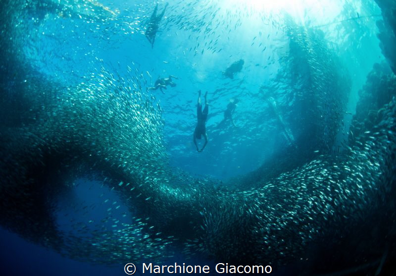 Snorkelling
Nikon D800E,10,5mm
No strobo by Marchione Giacomo 