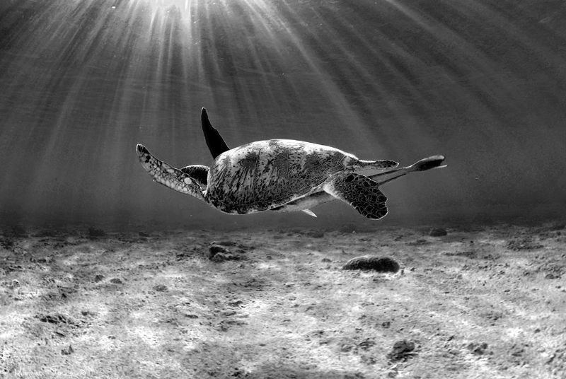 Chelonia mydas (N'Gouja) by Mathieu Foulquié 