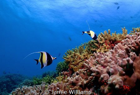 Moorish idols by Jamie Williams 