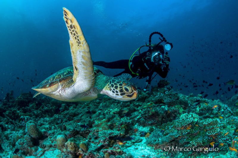 Lory shooting the green turtle by Marco Gargiulo 