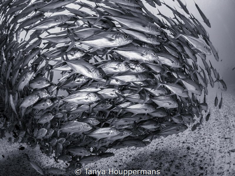 Silver Swirl
A school of bigeye trevally at Cocos Island... by Tanya Houppermans 