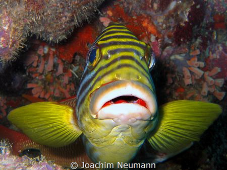 Oriental Sweetlip by Joachim Neumann 