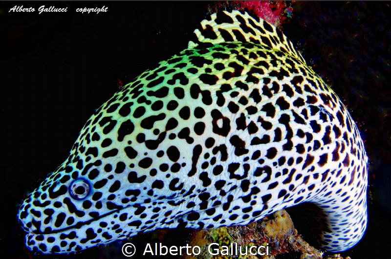 Portrait of leopard moray by Alberto Gallucci 