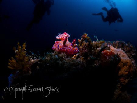 Wide angle nudi by Adrian Slack 