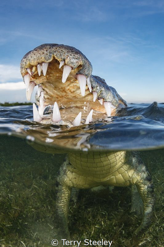 Happy snapping
— Subal underwater housing, Zen DP230, Ca... by Terry Steeley 