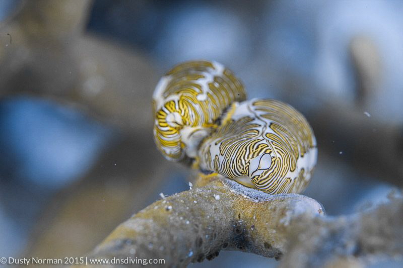 "Fingerprints"
Fingerprint Cyphoma are generally a rare ... by Dusty Norman 