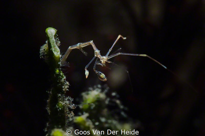 Skeleton Shrimp by Goos Van Der Heide 