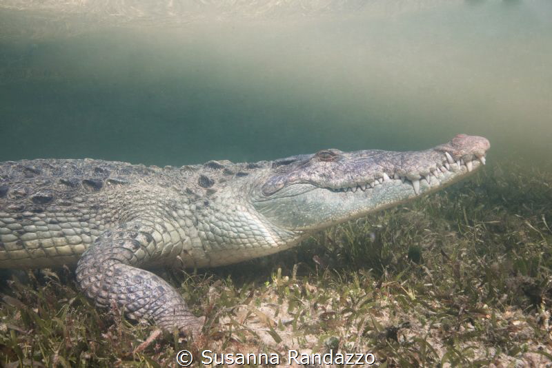 Chinchorro Banks -Quintana Roo - Mexico by Susanna Randazzo 