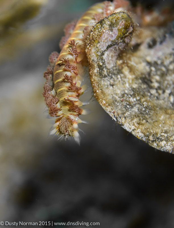 "Reaching"
A Bearded Fireworm inching his way off a rock. by Dusty Norman 