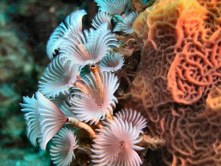 Social Feather Dusters swaying in the shallow surge while... by Steve Wurfel 