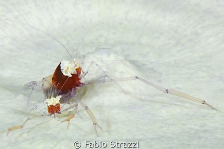 Popcorn shrimps by Fabio Strazzi 