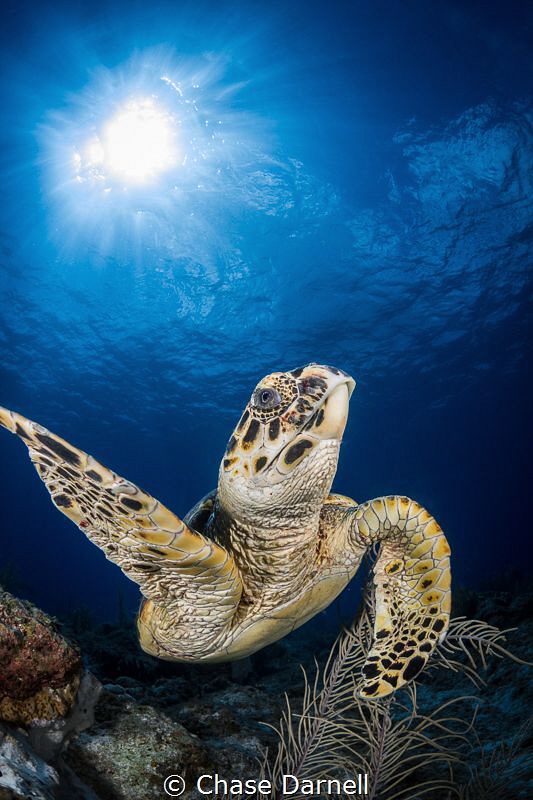 "High Five"
A Hawksbill Turtle throwing up his fin in th... by Chase Darnell 