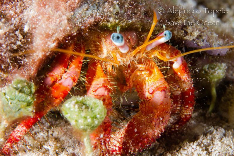 Blue eyes Crab, Cozumel Mexico by Alejandro Topete 