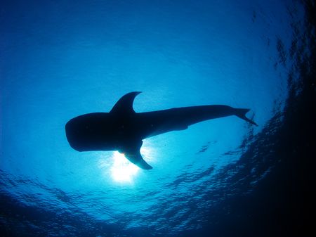 This was our best whaleshark encounter this spring. We ma... by Martin Spragg 
