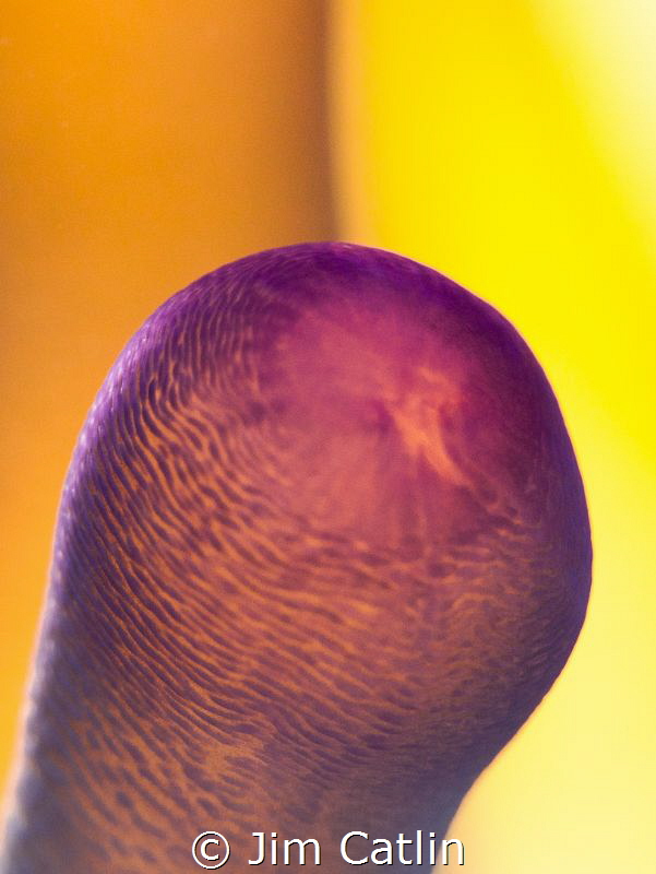 Bi-colour - purple tip anemone with back and fill light by Jim Catlin 