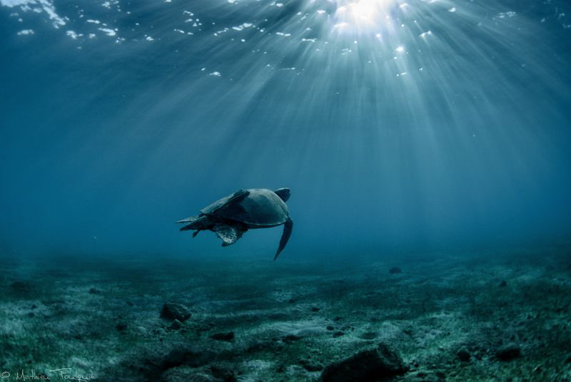 green turtle (Mayotte island) by Mathieu Foulquié 