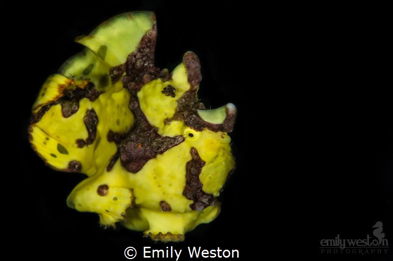 This frogfish was in the process of hopping from one spon... by Emily Weston 
