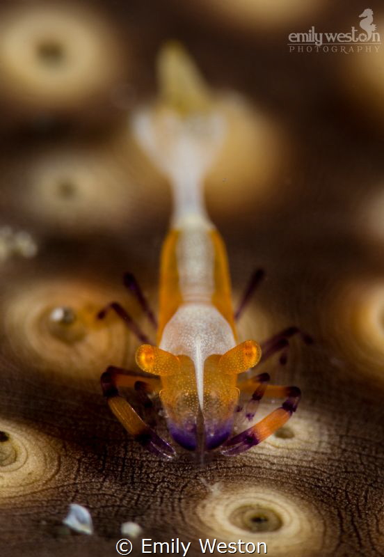 Emperor Shrimp on a Sea Cucumber by Emily Weston 