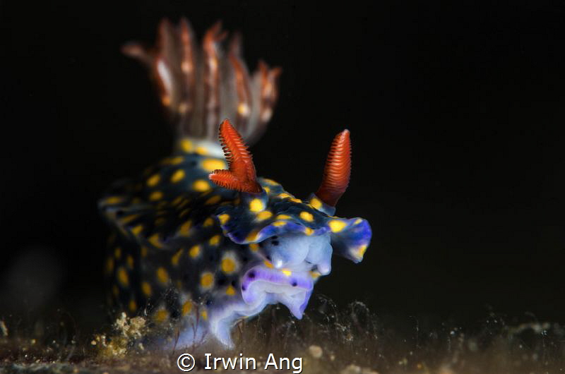 T H R E E 
Nudibranch (Hypselodoris sp.)
Anilao, Philip... by Irwin Ang 