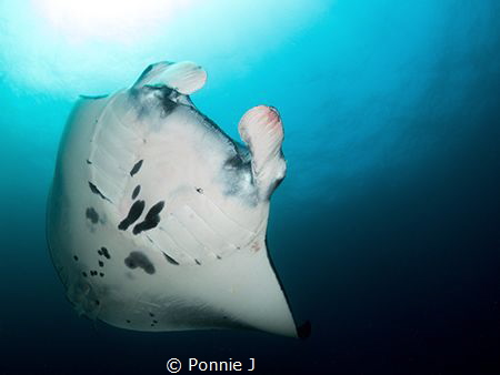 White belly giant by Ponnie J 