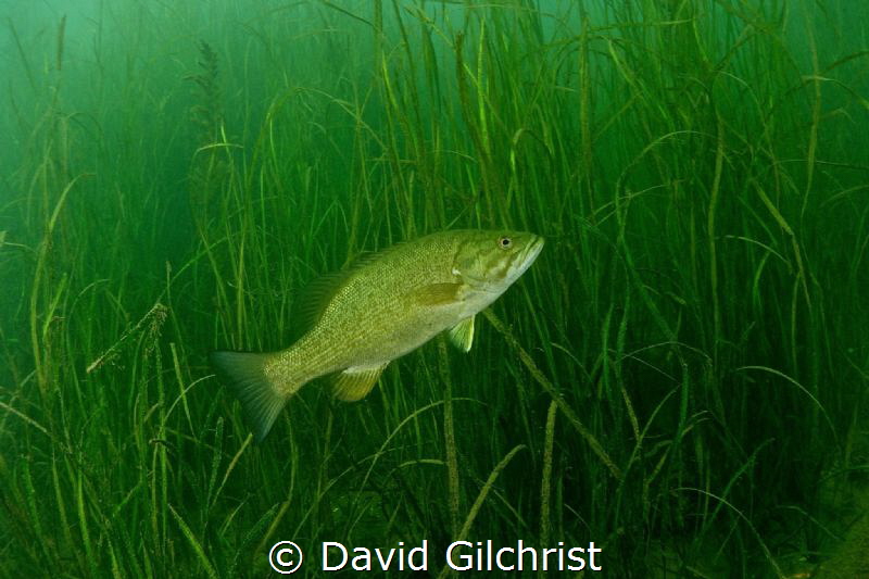 A bass swimming among freshwater aquatic plants in the We... by David Gilchrist 