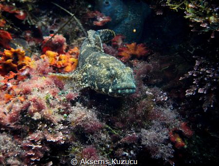 goby by Aksems Kuzucu 