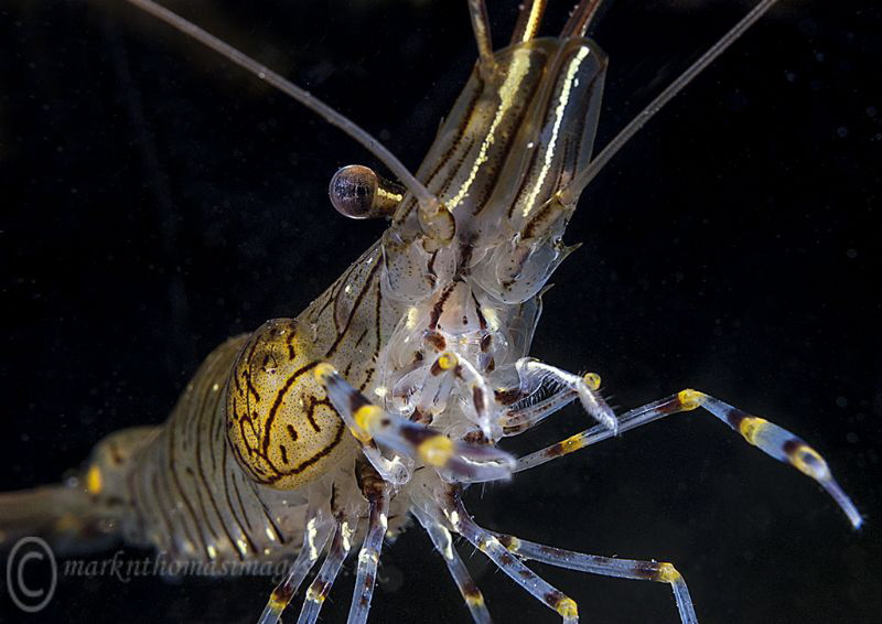 Common prawn. by Mark Thomas 