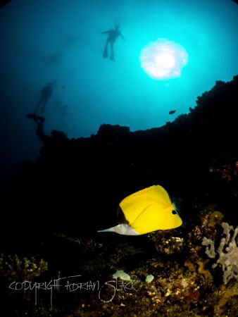 Butterfly of the sea by Adrian Slack 