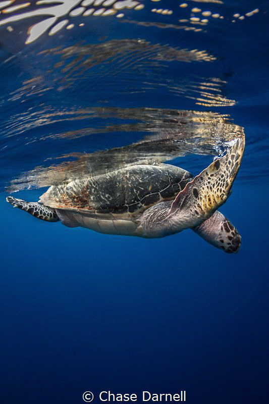 "Surface Time"
A large Hawksbill catching a breather at ... by Chase Darnell 