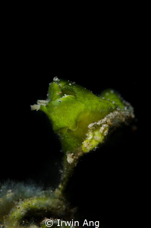 G R E E N 
Nudibranch (Elysia pusilla)
Anilao, Philippi... by Irwin Ang 
