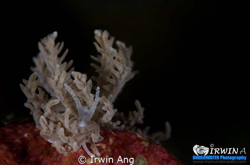 P I N N A T U M
Nudibranch (Phyllodesmium pinnatum)
Ani... by Irwin Ang 