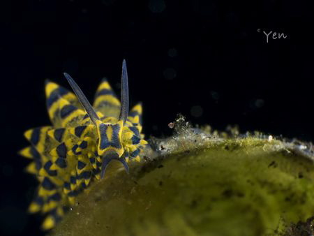 stiliger ornatus
Taken with Olympus EM1, 60mm lens + Aqu... by Yen Ngee Koh 