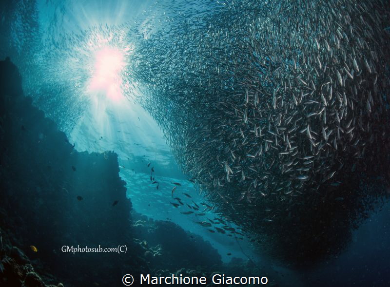 Moal Boal. Sardineas
Nikon D800E, 10,5mm Nikon . no stobe by Marchione Giacomo 