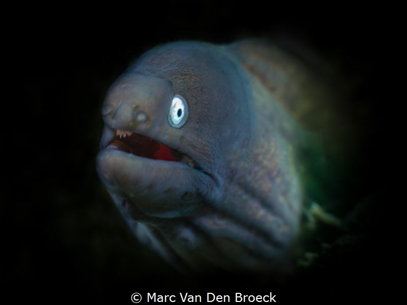 black mureen by Marc Van Den Broeck 