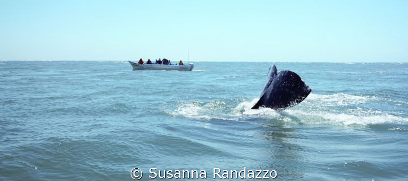 Baja California , on the wild Pacific coast of Mexico , t... by Susanna Randazzo 