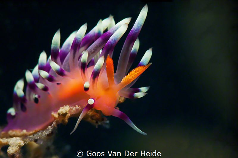 Flabellina Nudibranch by Goos Van Der Heide 