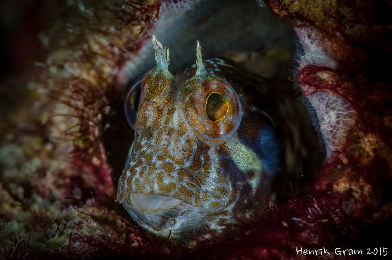 Blenny by Henrik Gram Rasmussen 