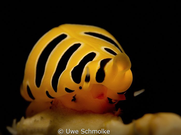 Candy cowry by Uwe Schmolke 